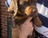 Dachshund (Miniature Smooth Haired)