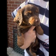 Dachshund (Miniature Smooth Haired)