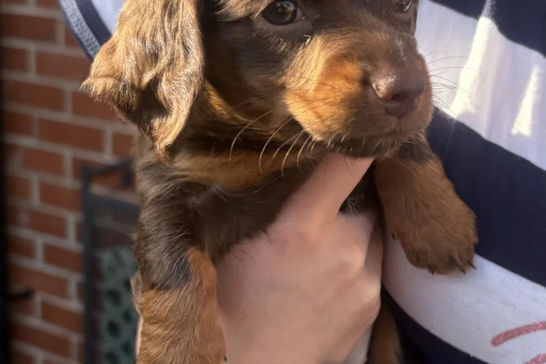 Dachshund (Miniature Smooth Haired)
