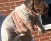 Dachshund (Miniature Smooth Haired)