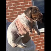 Dachshund (Miniature Smooth Haired)