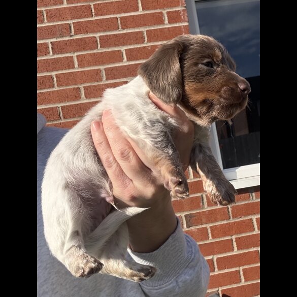 Dachshund (Miniature Smooth Haired)