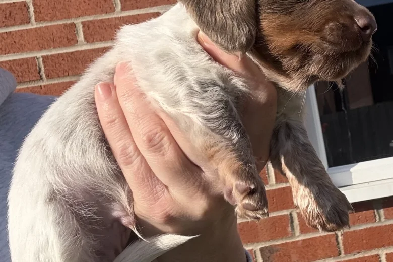 Dachshund (Miniature Smooth Haired)