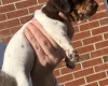 Dachshund (Miniature Smooth Haired)