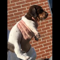 Dachshund (Miniature Smooth Haired)