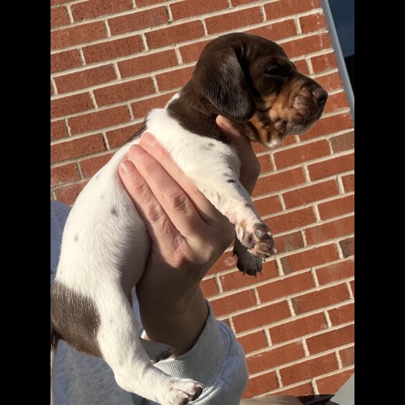 Dachshund (Miniature Smooth Haired)