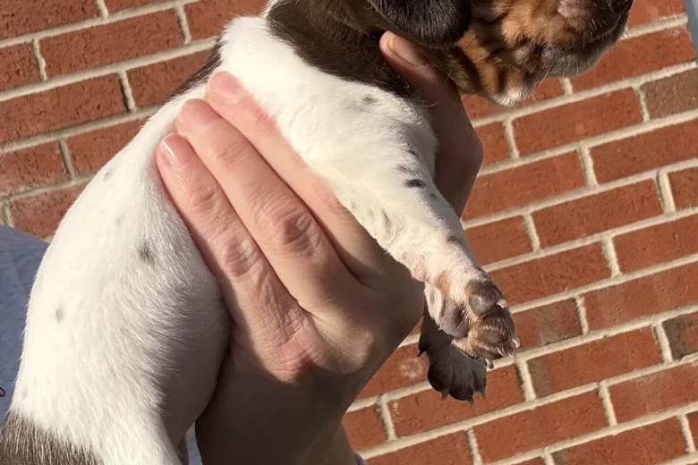 Dachshund (Miniature Smooth Haired)
