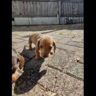 Dachshund (Miniature Smooth Haired)