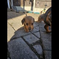 Dachshund (Miniature Smooth Haired)