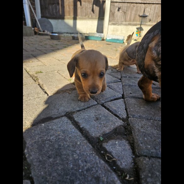 Dachshund (Miniature Smooth Haired)