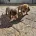 Dachshund (Miniature Smooth Haired)
