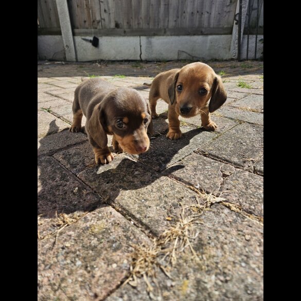Dachshund (Miniature Smooth Haired)