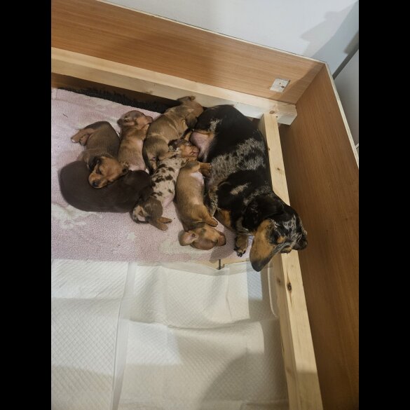 Dachshund (Miniature Smooth Haired)