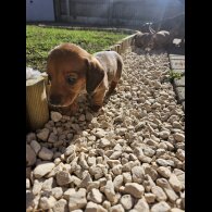 Dachshund (Miniature Smooth Haired)