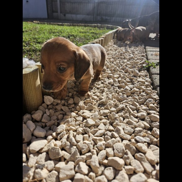Dachshund (Miniature Smooth Haired)