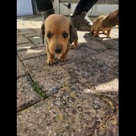 Dachshund (Miniature Smooth Haired)