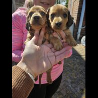 Dachshund (Miniature Smooth Haired)