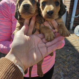 Dachshund (Miniature Smooth Haired)