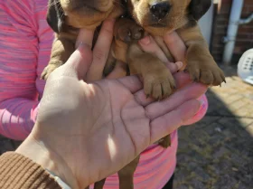 Dachshund (Miniature Smooth Haired)