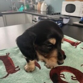 Dachshund (Miniature Long Haired)