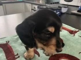 Dachshund (Miniature Long Haired)