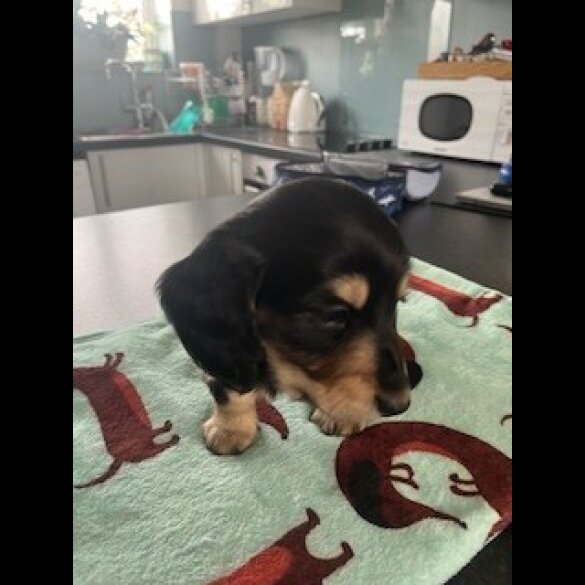 Dachshund (Miniature Long Haired)