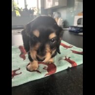 Dachshund (Miniature Long Haired)