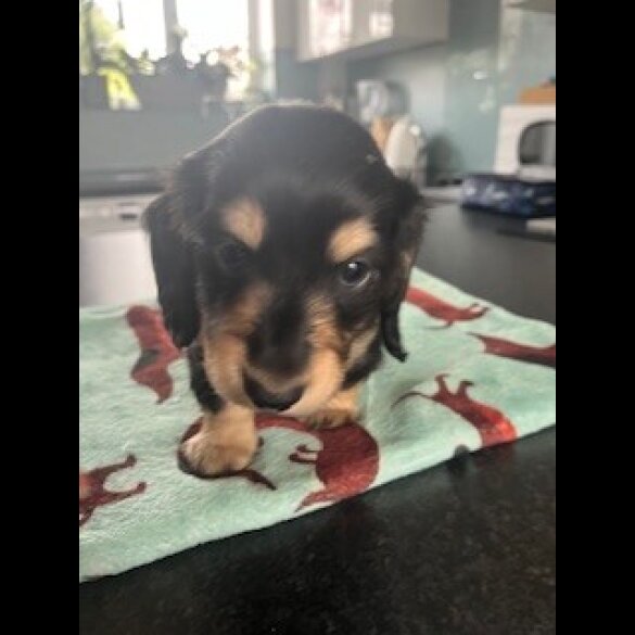 Dachshund (Miniature Long Haired)