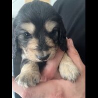 Dachshund (Miniature Long Haired)