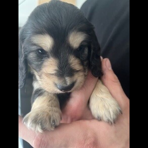 Dachshund (Miniature Long Haired)