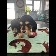 Dachshund (Miniature Long Haired)