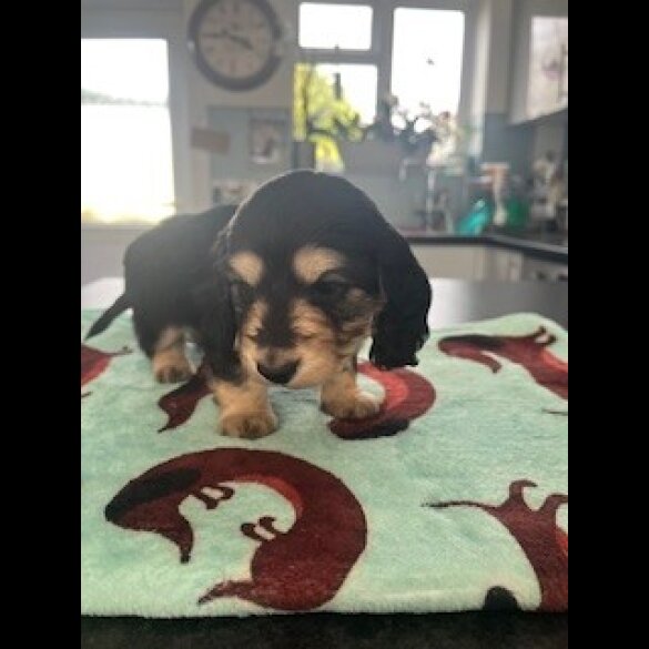 Dachshund (Miniature Long Haired)