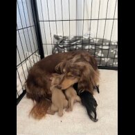 Dachshund (Miniature Long Haired)