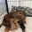 Dachshund (Miniature Long Haired)
