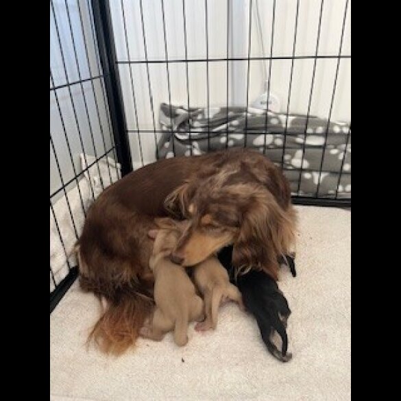 Dachshund (Miniature Long Haired)