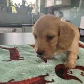 Dachshund (Miniature Long Haired)
