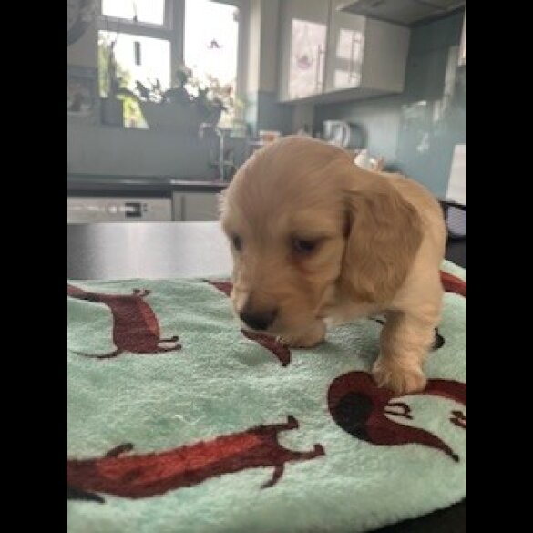 Dachshund (Miniature Long Haired)