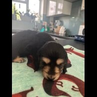 Dachshund (Miniature Long Haired)