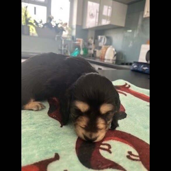 Dachshund (Miniature Long Haired)