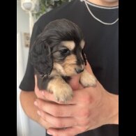 Dachshund (Miniature Long Haired)
