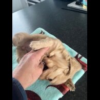 Dachshund (Miniature Long Haired)