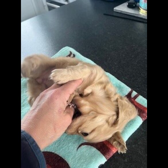 Dachshund (Miniature Long Haired)