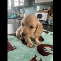 Dachshund (Miniature Long Haired)