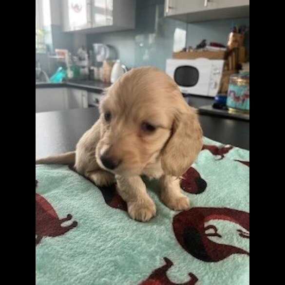 Dachshund (Miniature Long Haired)