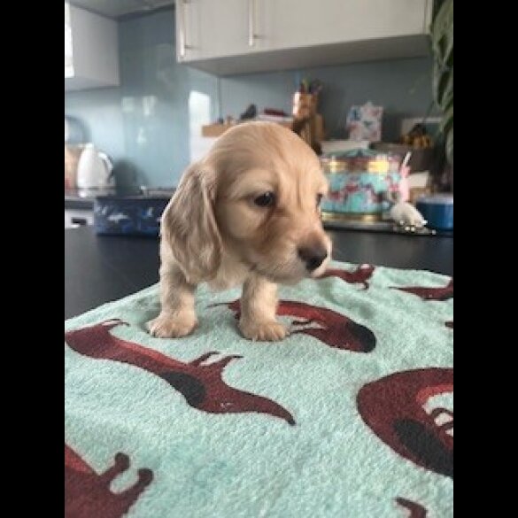 Dachshund (Miniature Long Haired)