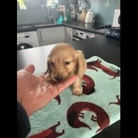 Dachshund (Miniature Long Haired)