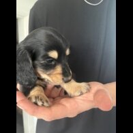 Dachshund (Miniature Long Haired)