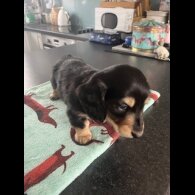 Dachshund (Miniature Long Haired)