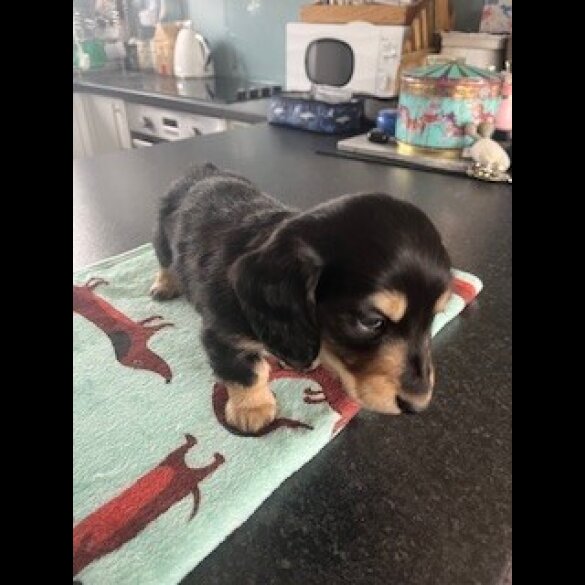 Dachshund (Miniature Long Haired)