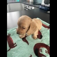 Dachshund (Miniature Long Haired)